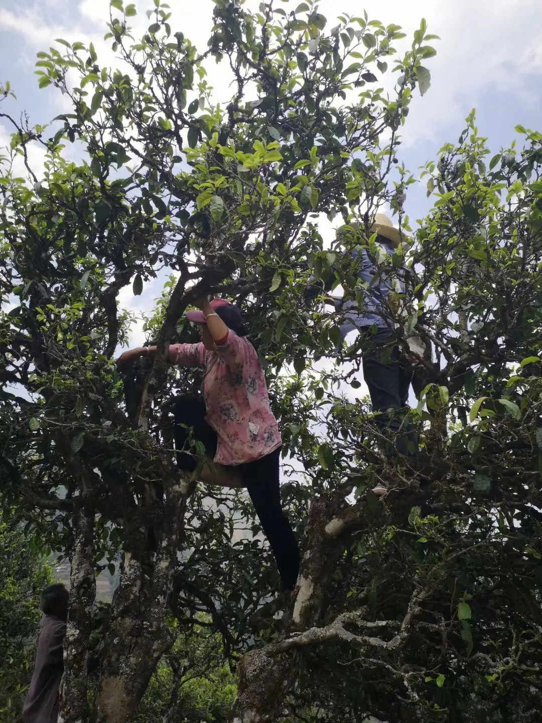 2023年寧洱擺尾箐古樹(shù)春茶特點(diǎn)是什么？