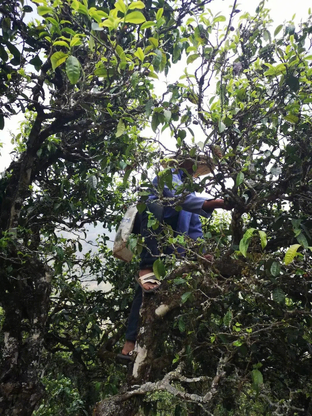 2023年寧洱擺尾箐古樹(shù)春茶品質(zhì)如何？