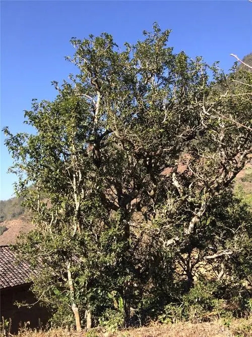 2023年寧洱擺尾箐古樹春茶價格是多少？