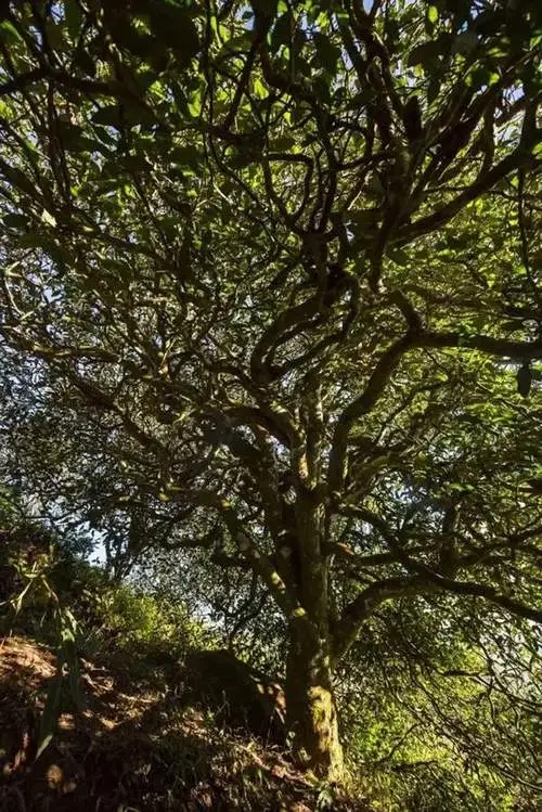 2023年鎮(zhèn)沅老烏山古樹春茶品質如何？