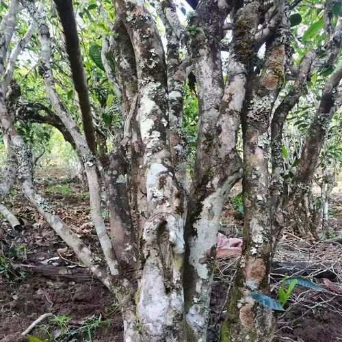 2023年鎮(zhèn)沅老烏山古樹春茶價格是多少？