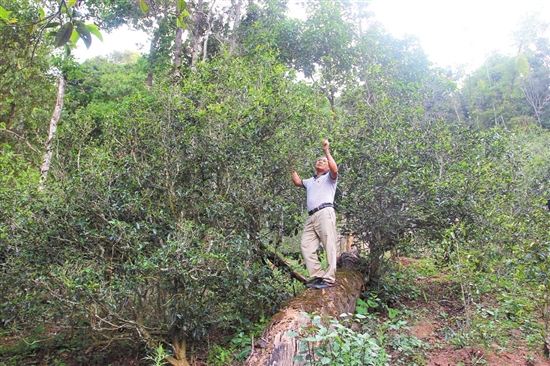 2023年普洱老安寨古樹春茶價格是多少？