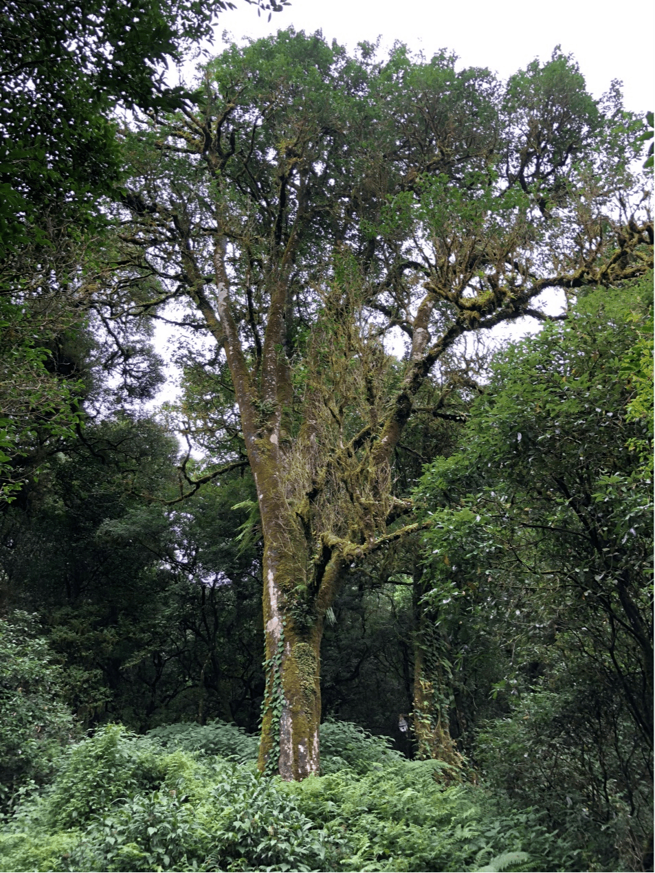 2023年千家寨古樹春茶價格是多少？