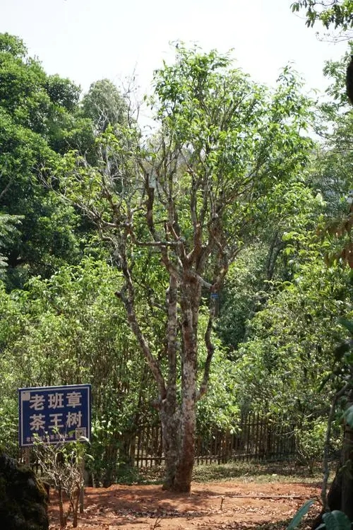 2024年老班章古樹春茶特點是什么？