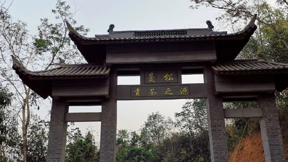 2024年曼松古樹春茶品質(zhì)如何？