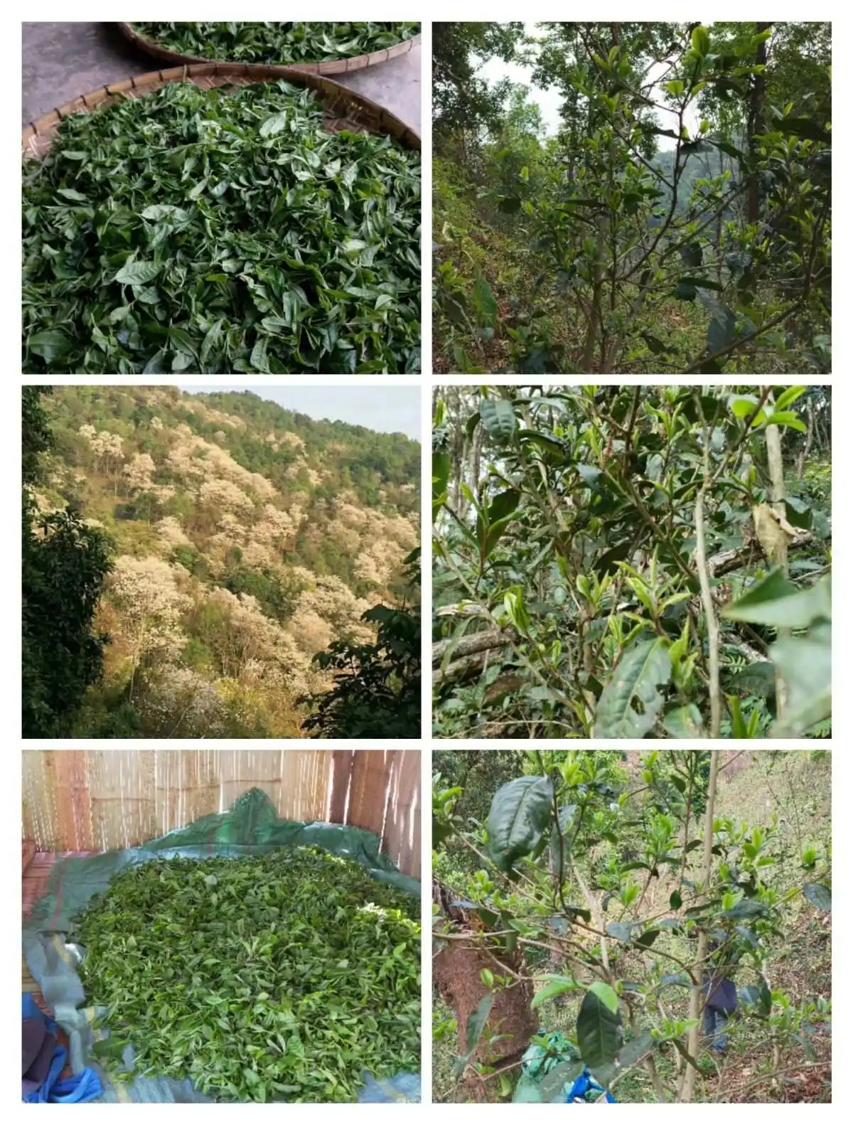 2024年曼松古樹春茶價格是多少？