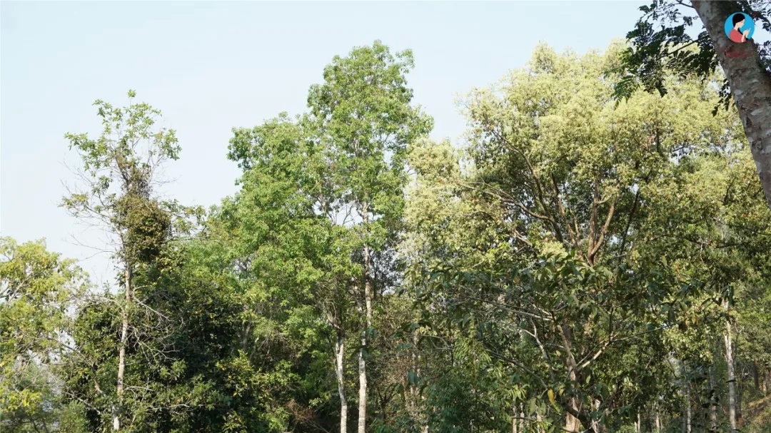 2024年曼松古樹春茶多少錢一公斤？