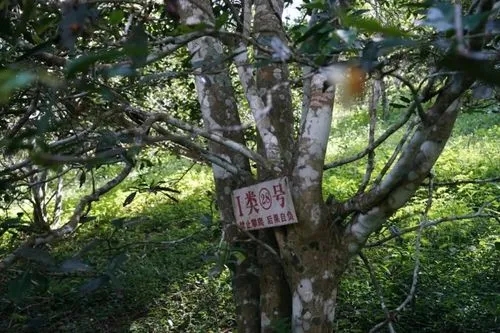 2024年薄荷塘古樹春茶特點(diǎn)是什么？