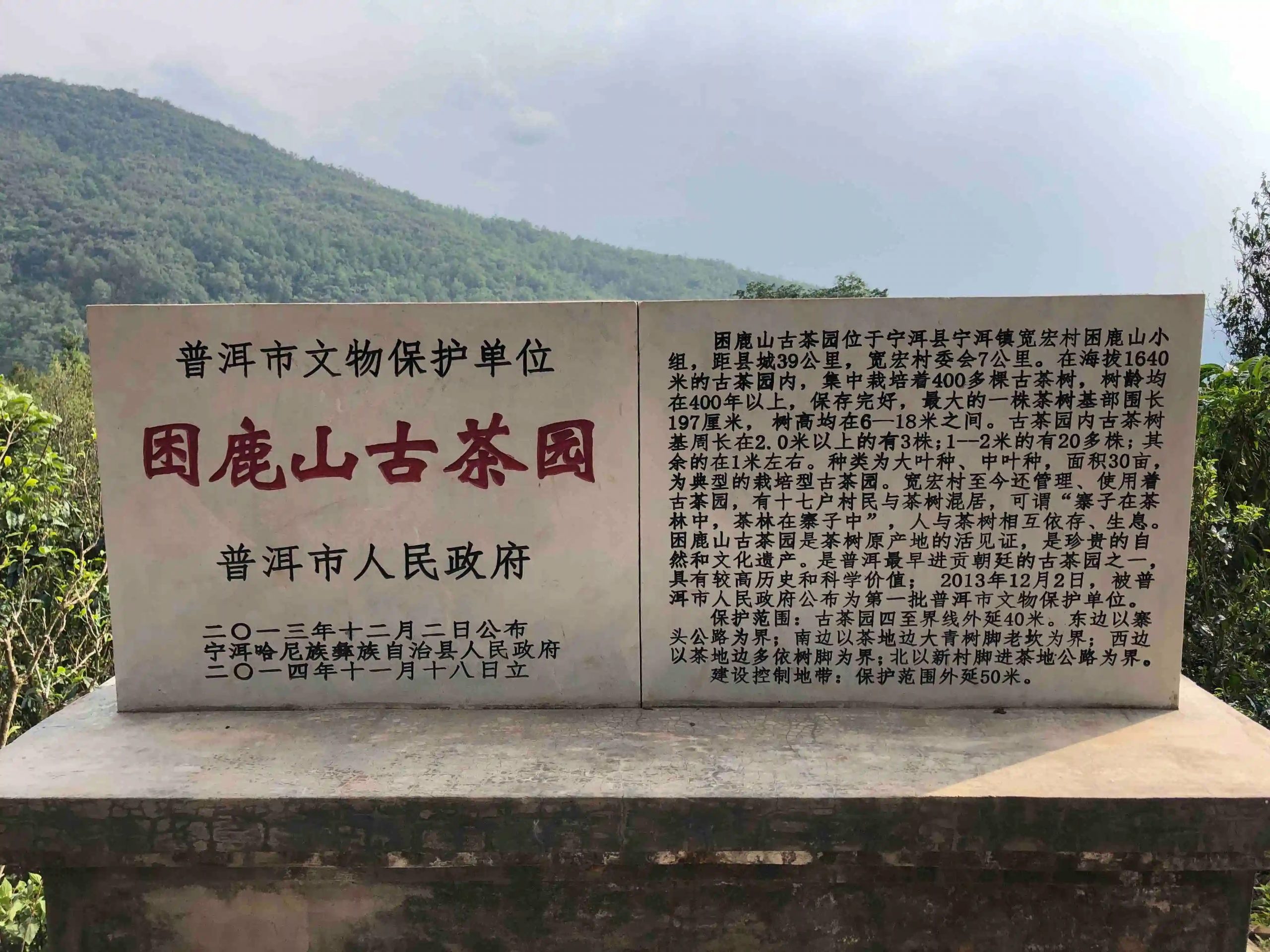 2024年困鹿山古樹春茶品質(zhì)怎么樣？