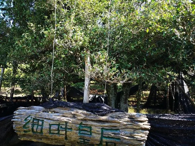 2024年困鹿山古樹(shù)春茶口感如何？