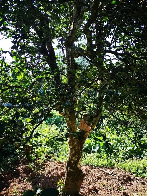 2024年困鹿山古樹春茶多少錢一公斤？