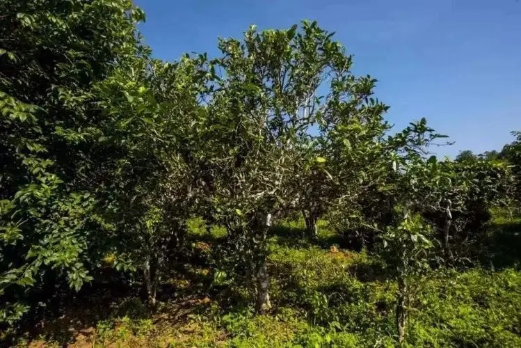 2024年迷帝古樹春茶特點(diǎn)是什么？