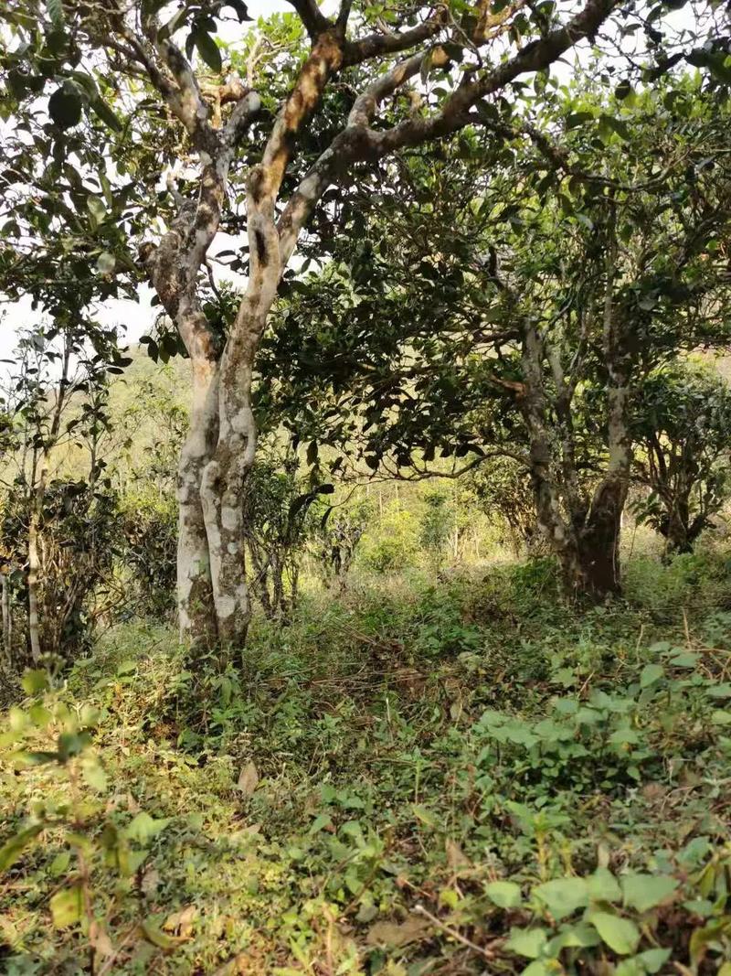 2024年迷帝古樹春茶品質(zhì)怎么樣？