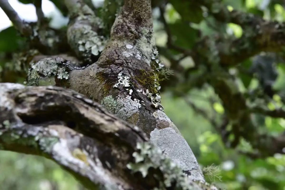 2024年迷帝古樹春茶多少錢一公斤？