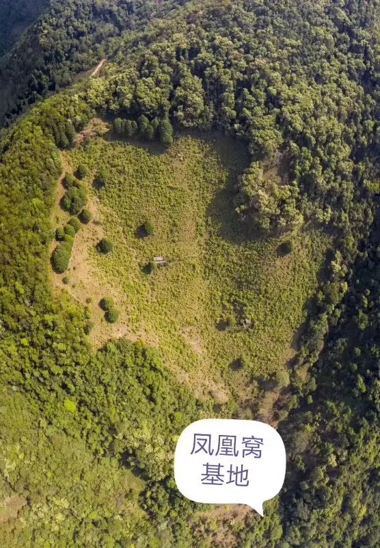 2024年墨江鳳凰窩古樹(shù)春茶口感如何？