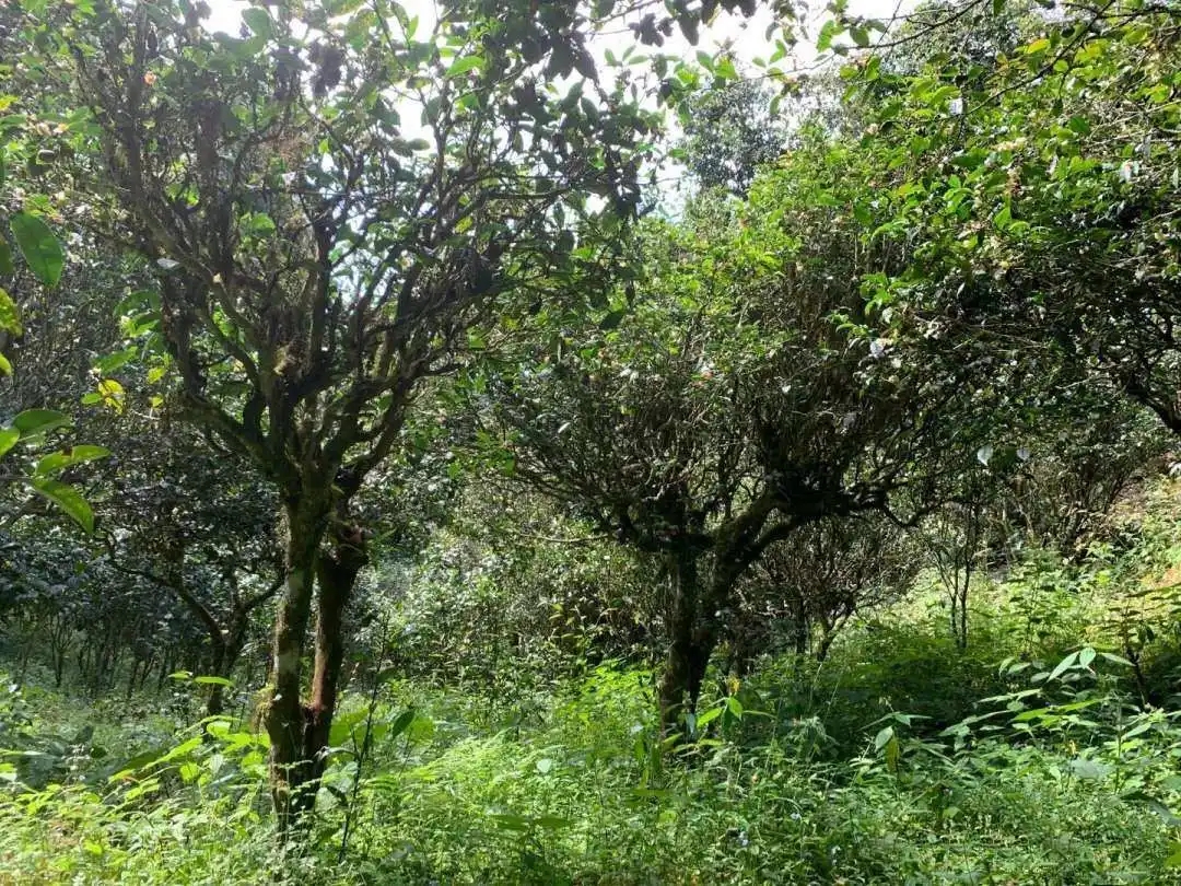 2024年墨江鳳凰窩古樹春茶品質(zhì)怎么樣？