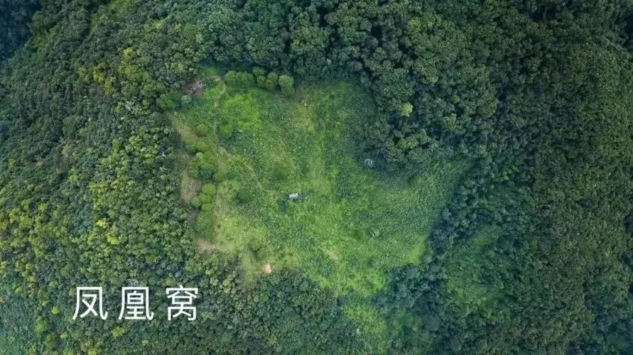 2024年墨江鳳凰窩古樹春茶多少錢一公斤？