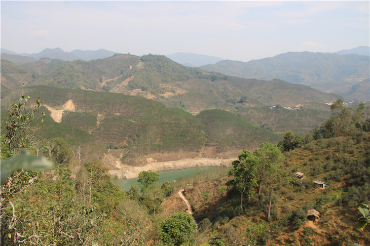 2024年昔歸古樹春茶口感是什么？