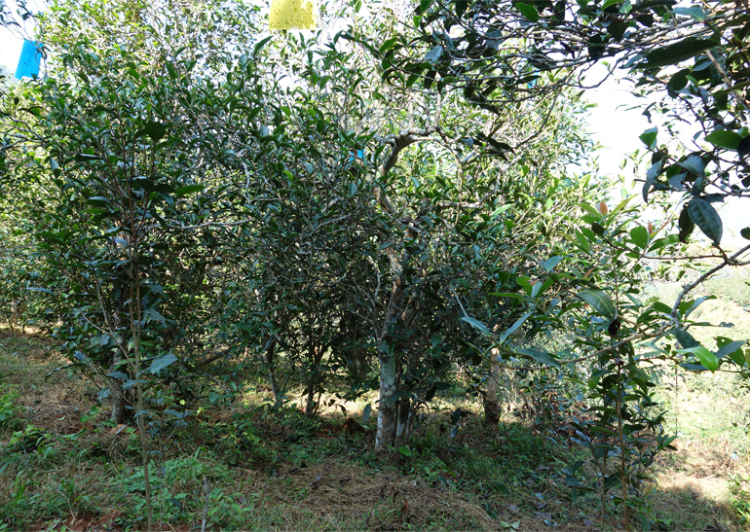 2024年昔歸古樹(shù)春茶多少錢(qián)一公斤？