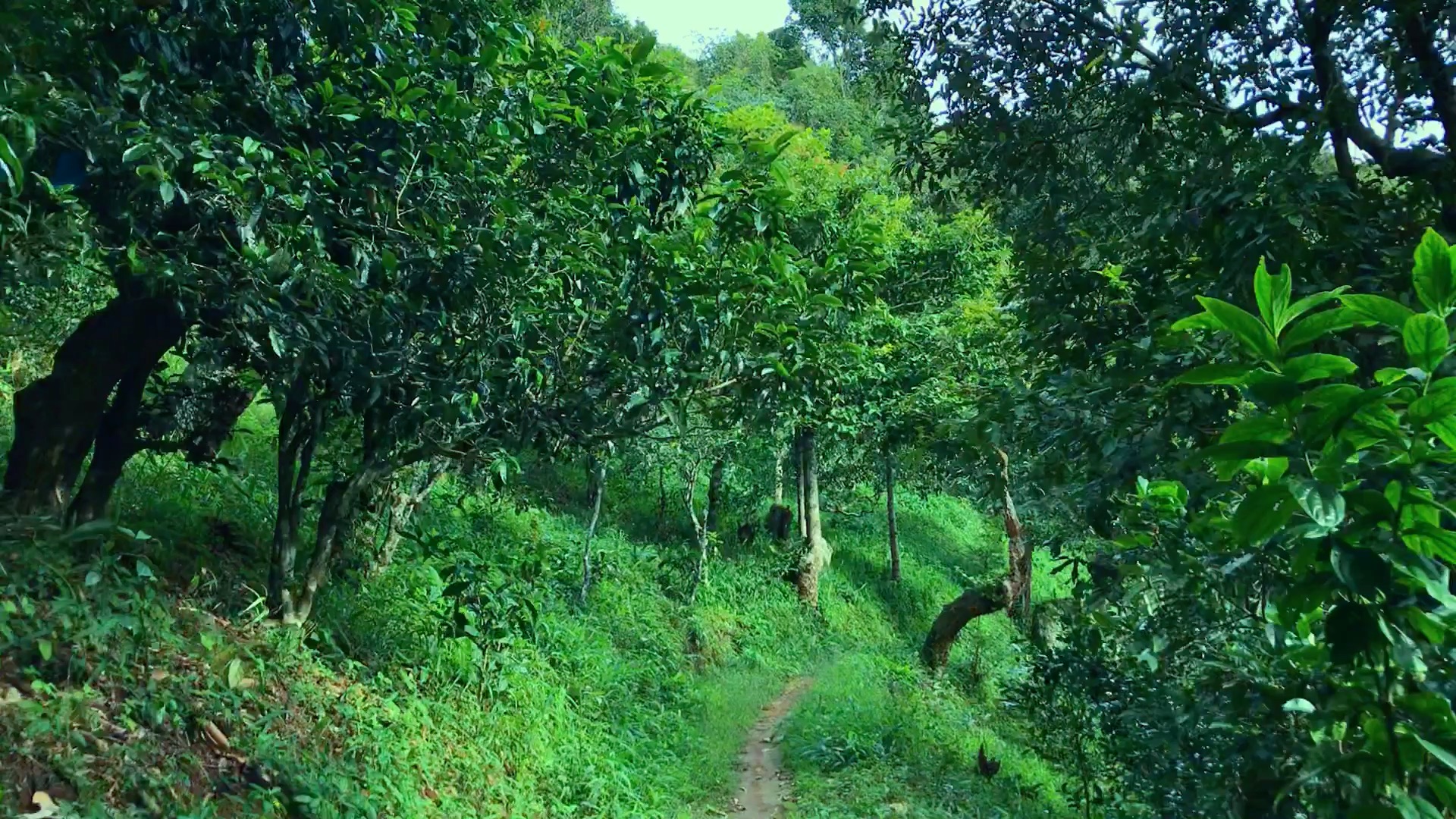 2024年磨烈古樹春茶品質(zhì)如何？