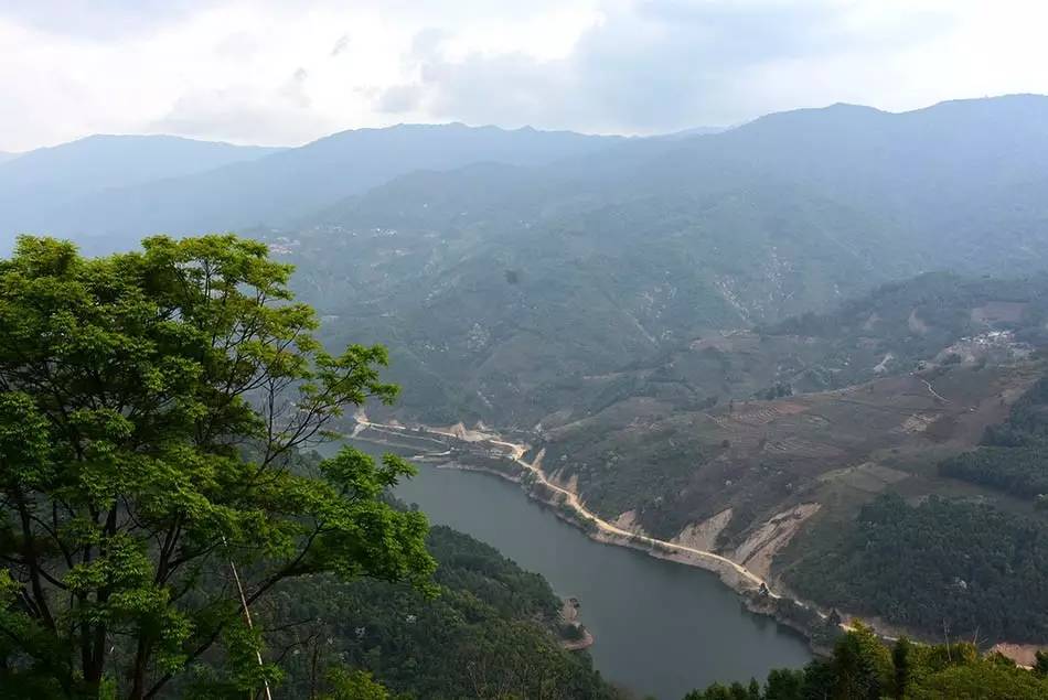 2024年磨烈古樹春茶多少錢一公斤？