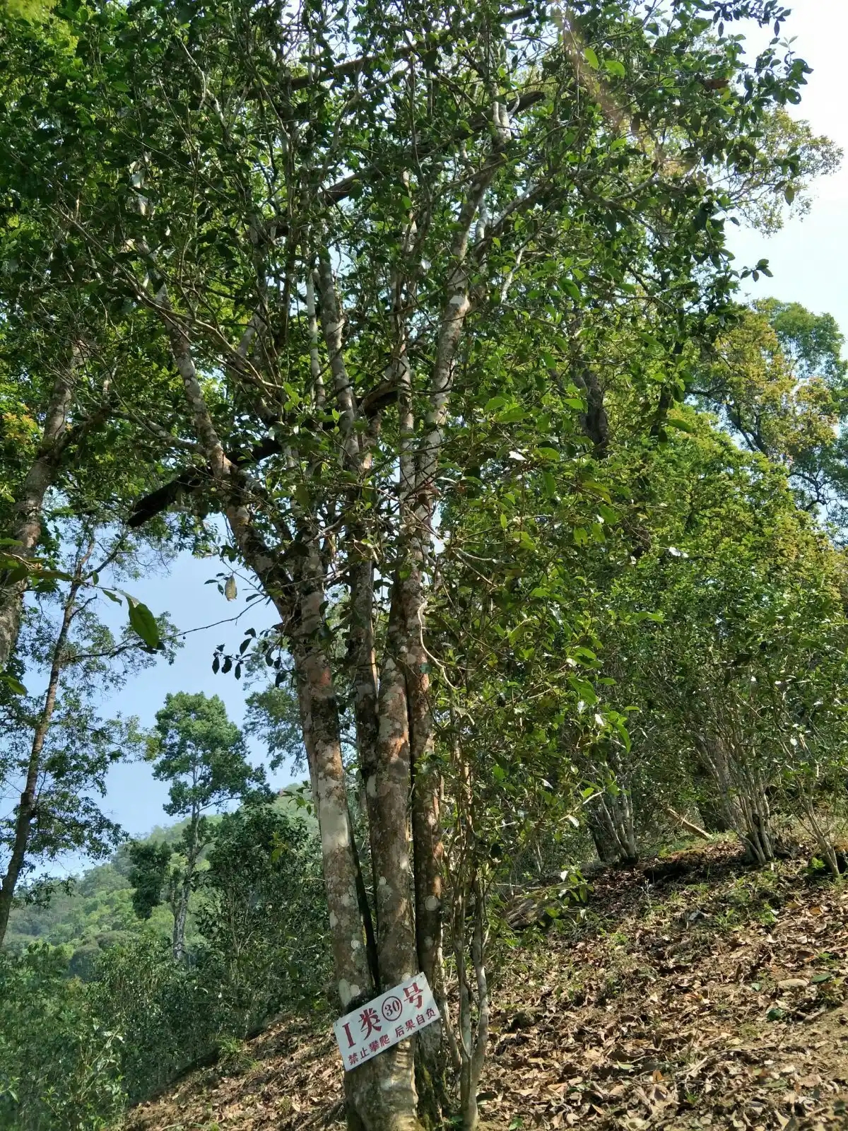 野境王者、普洱巔峰！薄荷塘成為普洱無冕之王的十大原因