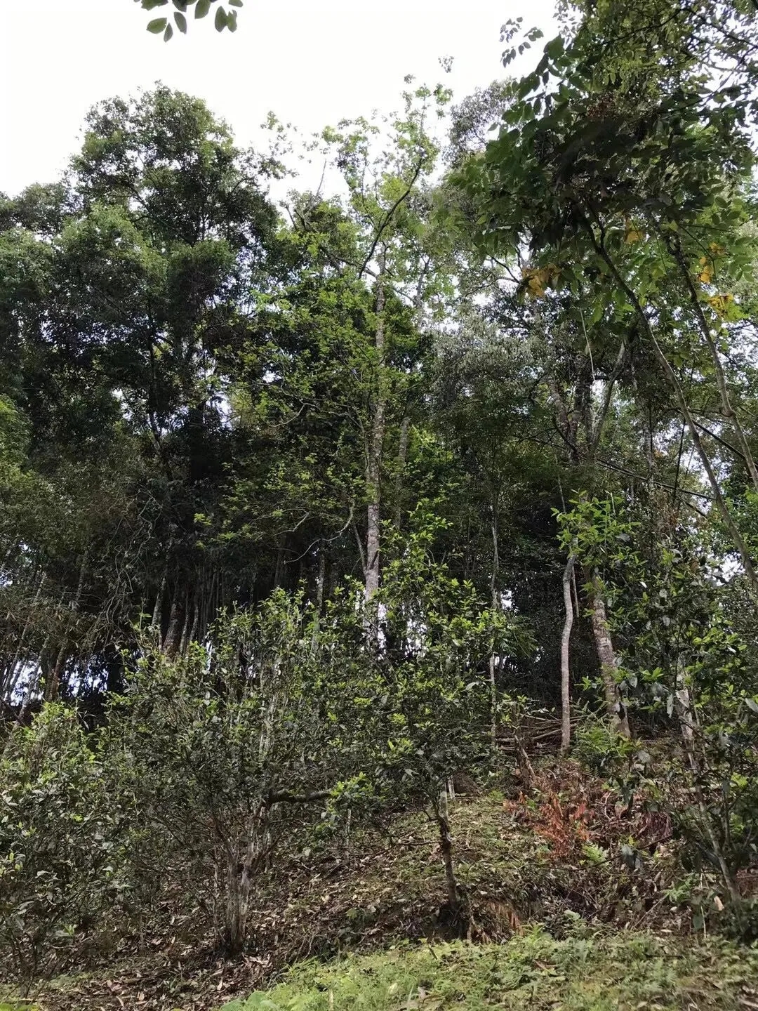 2025年易武古樹春茶口感如何？