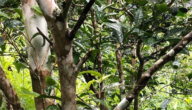 2025年易武古樹春茶品質(zhì)怎么樣？