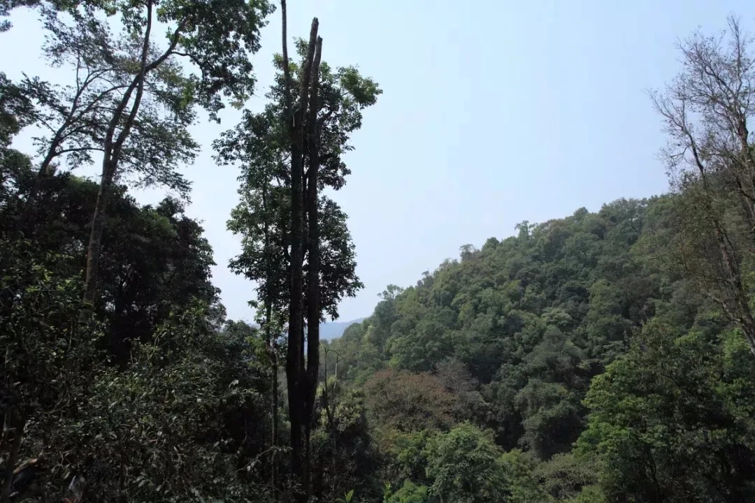 2025年易武古樹(shù)春茶多少錢一公斤？