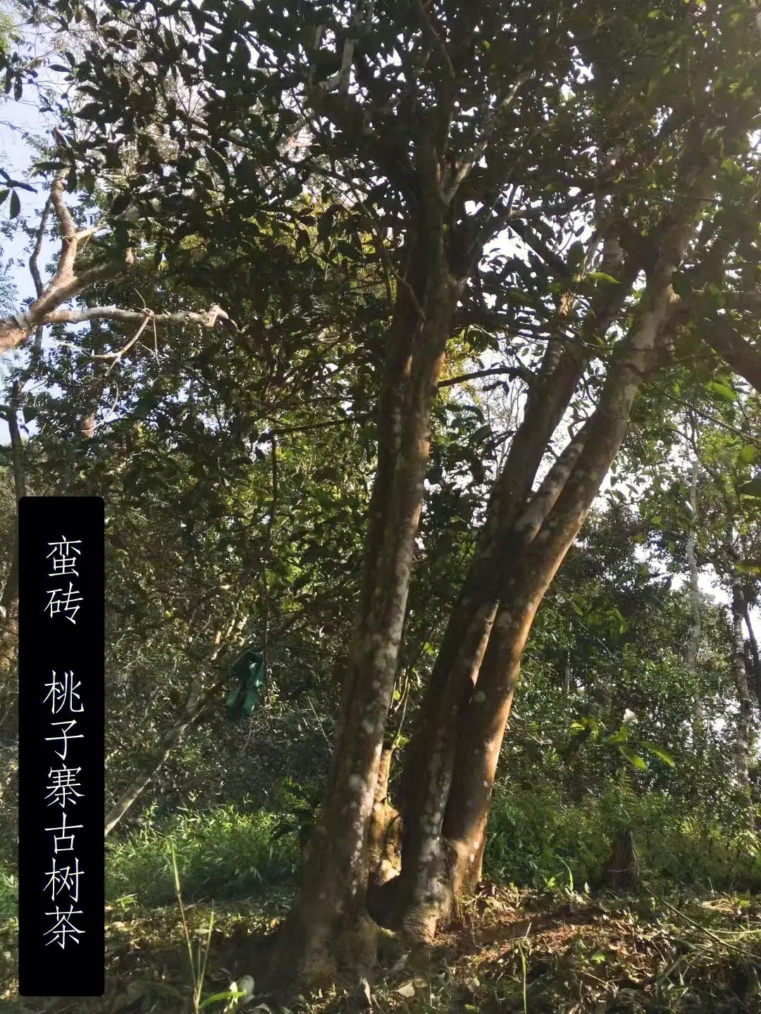 2025年蠻磚古樹(shù)春茶口感怎么樣？